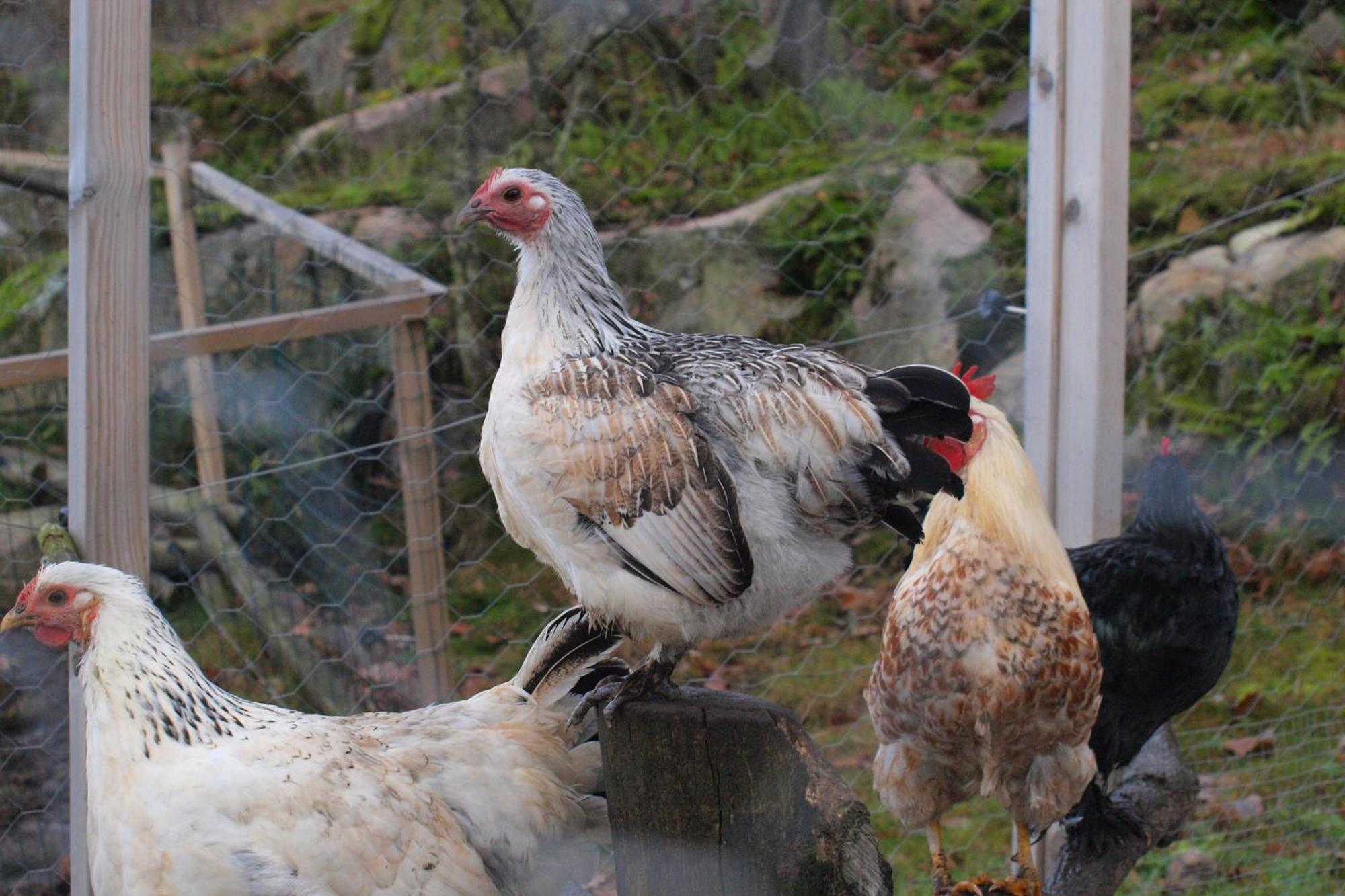 Toric Farmlodge Brastad Bagian luar foto
